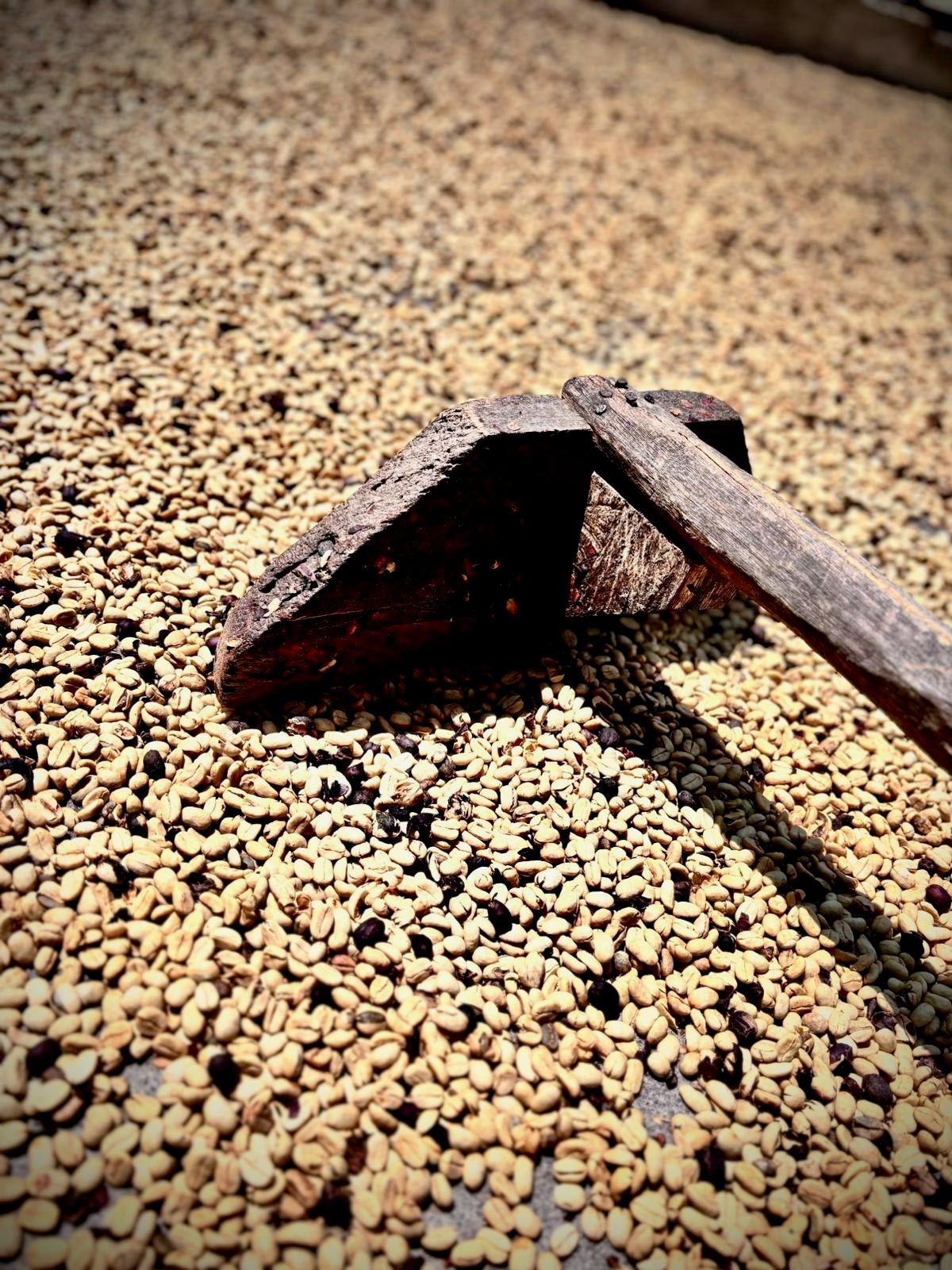 The True Cost of Coffee: Why Price Increases Were Inevitable - Derwent and Dunne