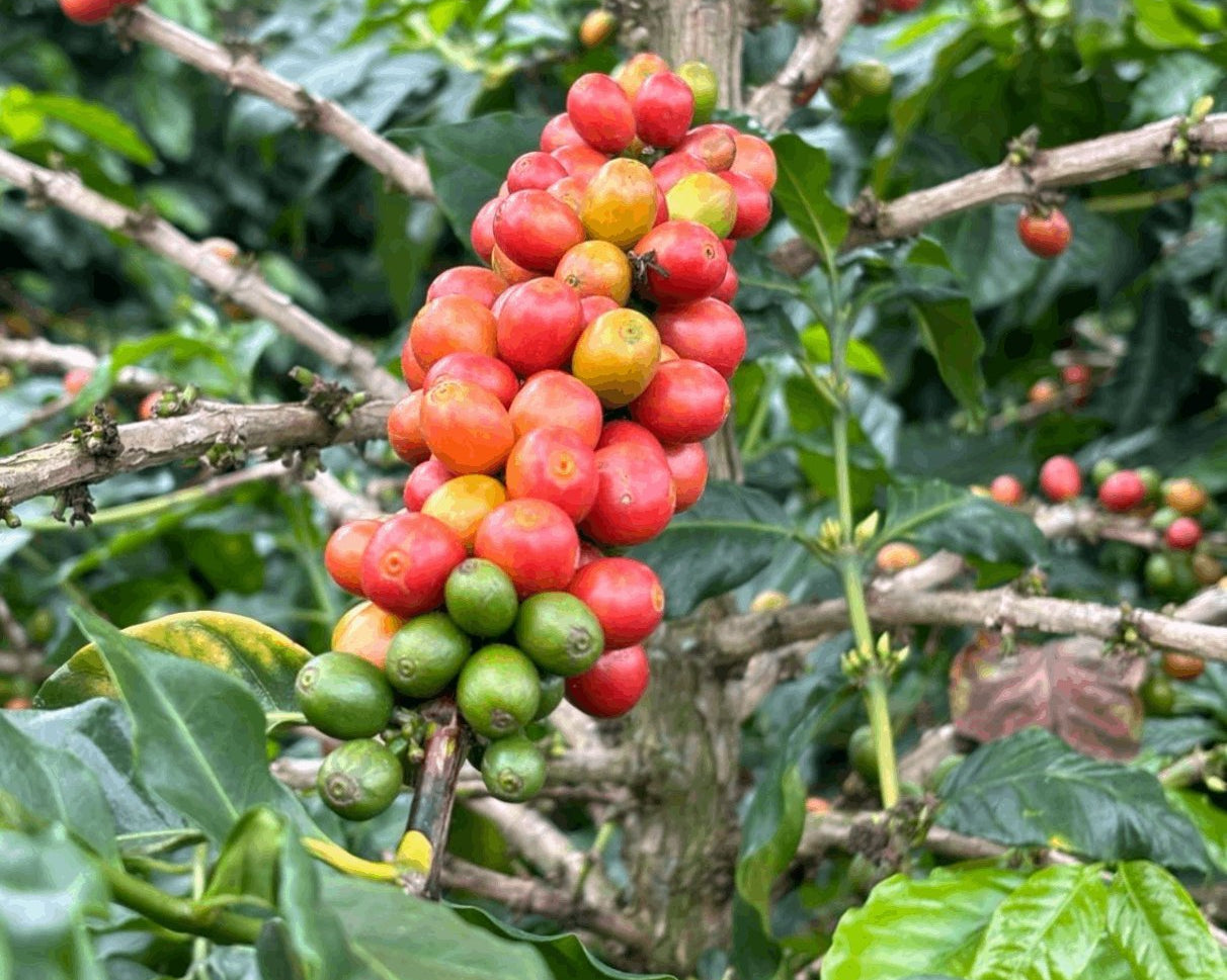 A Beginner’s Guide to Single Origin Coffee - Derwent and Dunne