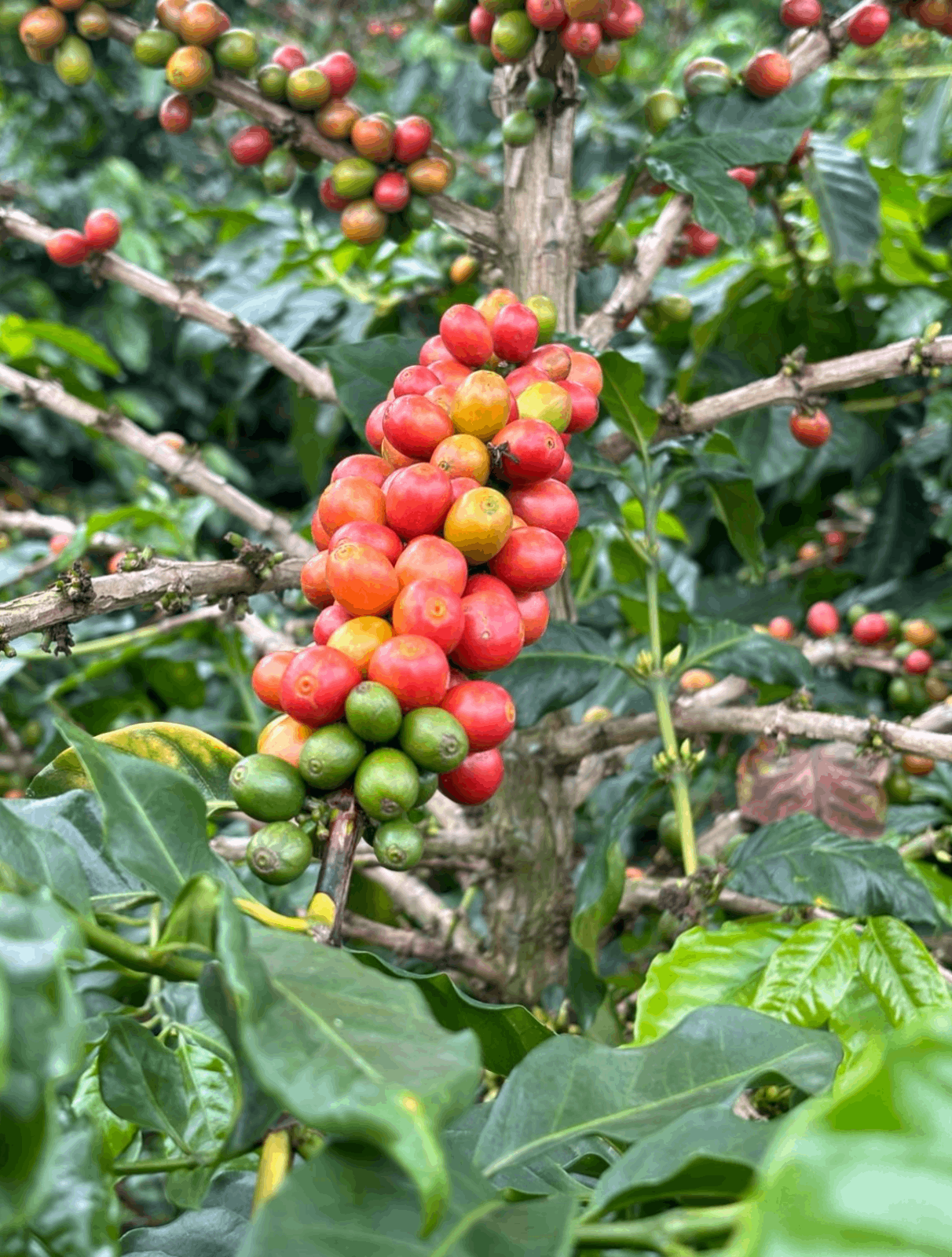 Coffee plant
