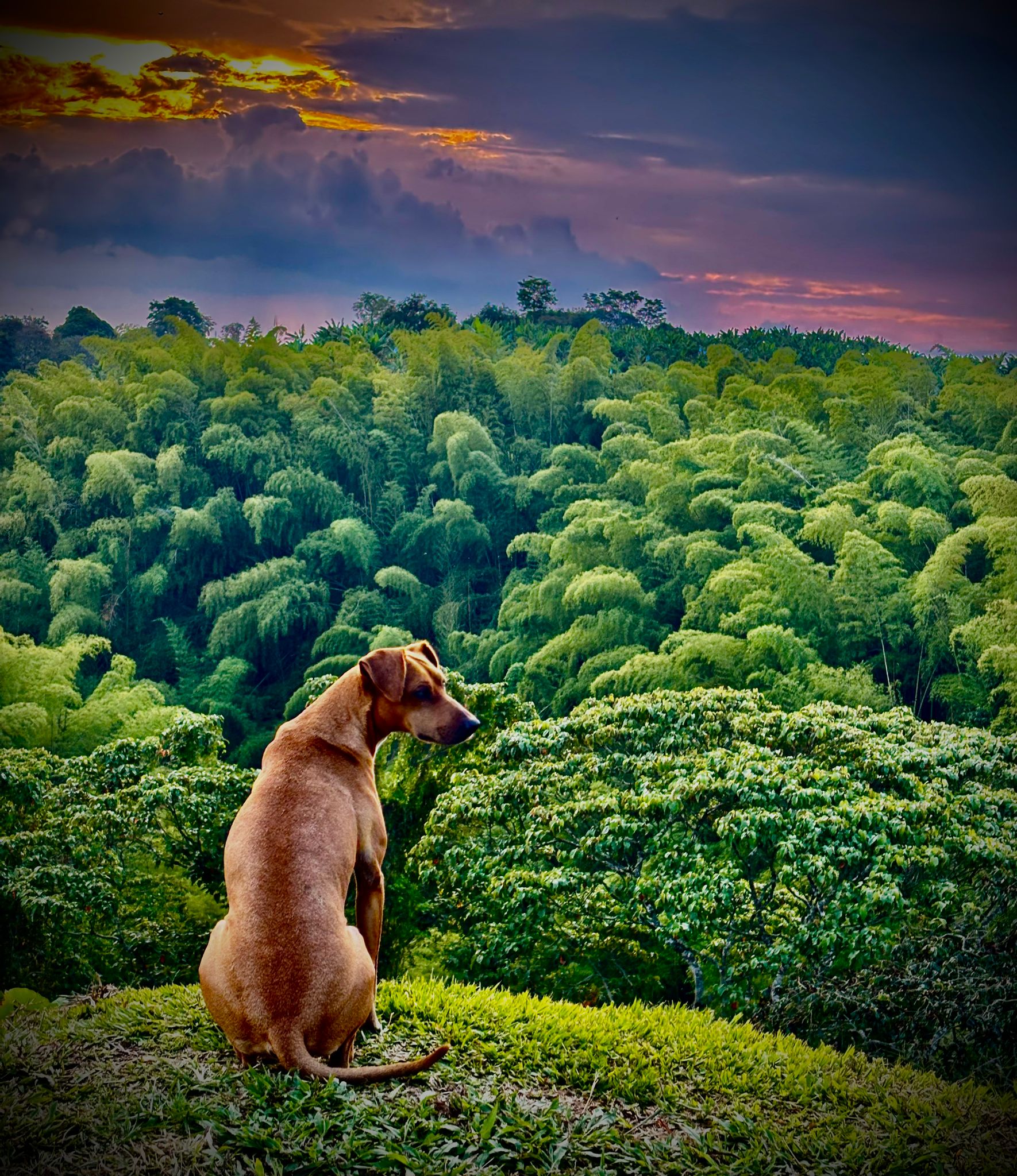 Dog watching sunset