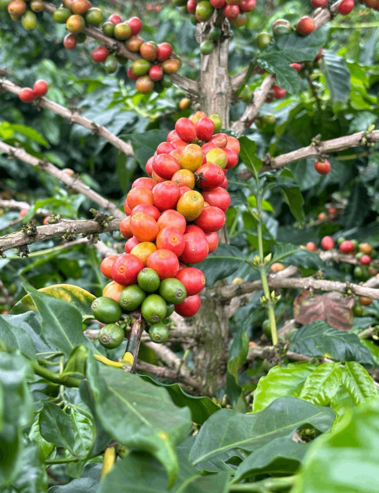A Beginner’s Guide to Single Origin Coffee - Derwent and Dunne